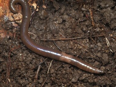 Jumping worm crawling on moist soil.
