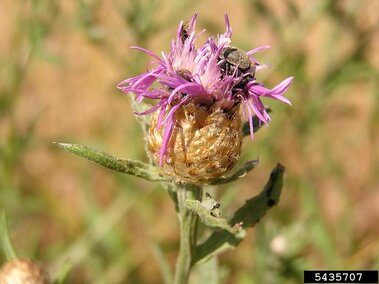 Purple meadow knapweed flower with spiky petals, brown seed head, and insects perched on the bloom.