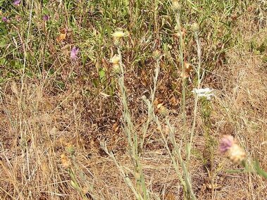 Dry grass and meadow knapweed with tall stems and purple, white, and yellow blooms.