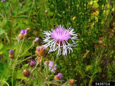 Purple meadow knapweed flower surrounded by green foliage and buds in a natural setting.