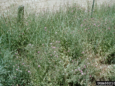 Tall meadow knapweed with purple flowers along a dirt roadside near a wire fence.