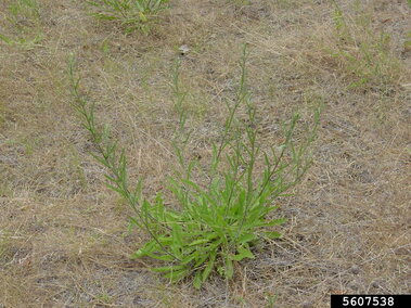 Green meadow knapweed growing in dry, brown grass.