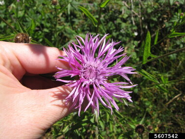 Purple meadow knapweed flower held between fingers, surrounded by green foliage.