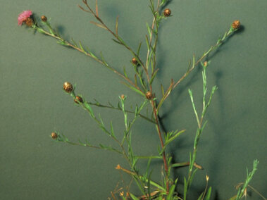 Meadow knapweed plant with thin stems, buds, purple flowers, and green leaves against a muted gray background.