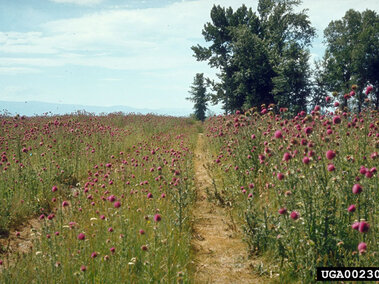 Field with tall pink musk thistle flowers, dirt path center, trees in background under a blue sky.