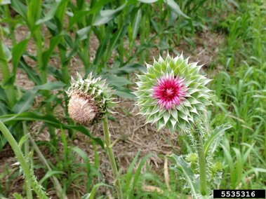Musk thistle plant with one blooming pink-centered flower and one dried flower in green foliage.