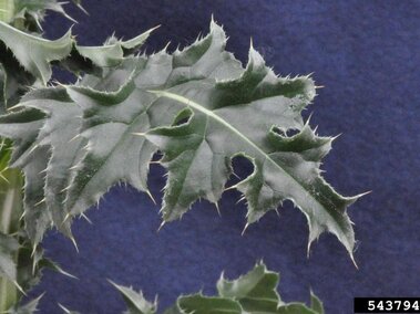 Spiky green musk thistle leaves against a dark blue background.
