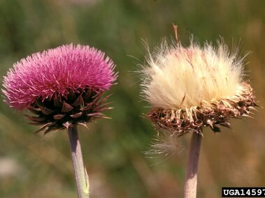 Blooming pink and dying white musk thistle flowers on green blurred background.