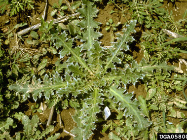 Spiky green musk thistle with jagged leaves growing in brown soil.