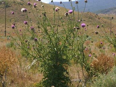 Musk thistle plant with purple flowers in a dry, grassy field under a cloudy sky.