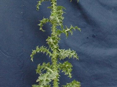 Tall spiny musk thistle with serrated green leaves against a blue background.