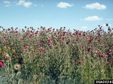 Field of pink and purple musk thistle flowers under a blue sky with scattered clouds.