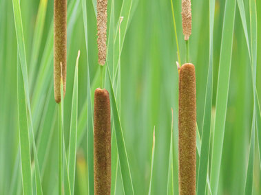 Several narrow-leaf cattail plants displaying the distinctive 2-12 cm gap between the male and female flowers.