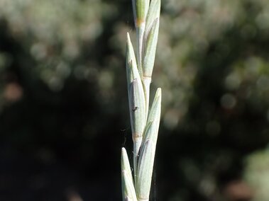 A close-up of an intermediate wheatgrass seedhead against a blurry outdoor background.