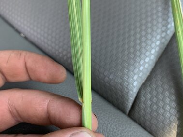 Close-up of hands holding a green grass blade with visible leaf texture and veins against a gray surface.