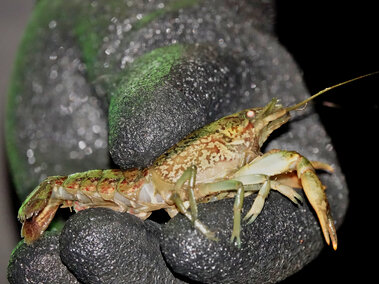 An individual holding a marbled crayfish so its side profile is visible.