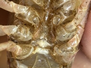 A closeup of the underside of a white river crayfish 