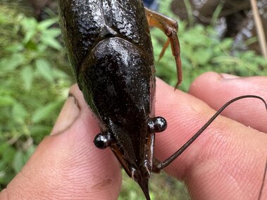 A closeup of a red swamp crayfish's head and abdomen between an individual's fingertips