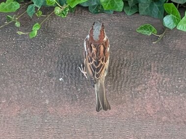 House sparrow perched on textured wall near green ivy leaves.