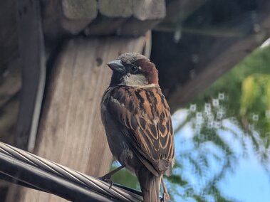 House sparrow perched on a wire under a wooden structure, with greenery and sky in the background.