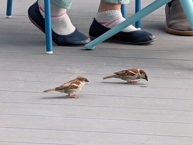 Two sparrows peck crumbs on a wooden floor near seated people in casual shoes.