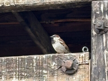Sparrow perched on aged wooden beams with visible metallic bolts and rustic textures.