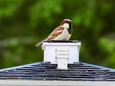 Sparrow perched atop a white rooftop structure against a green blurred background.