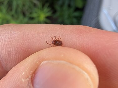 Tick crawling on a person's fingertip, with greenery blurred in the background.