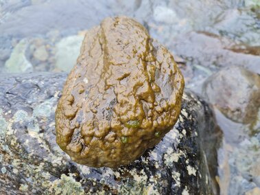 A rock submerged in water covered in didymo.
