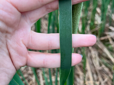 An individual holding the narrow leaf of a narrow-leaf cattail plant.