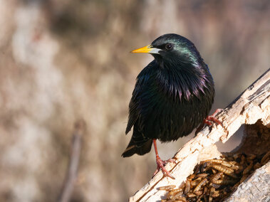 Starling perched on a tree trunk, iridescent feathers shimmering, with visible larvae below.