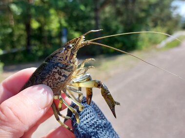An individual holding a marbled crayfish with its side profile visible.