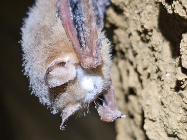 Bat hanging on cave wall with light brown fur and visible white fungus on its face.