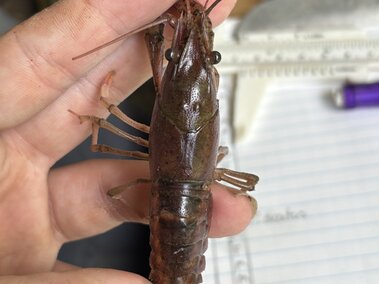 A closeup of an individual holding a white river crayfish