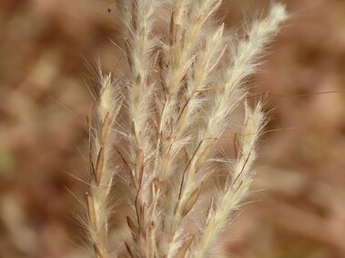 A closeup of a Caucasian bluestem seedhead flowering