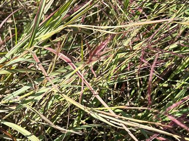 A clump of Caucasian bluestem grass as seen from above