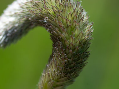 A closeup of a creeping foxtail seedhead