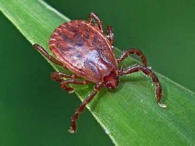 Brown tick clinging to a green leaf.