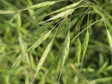 Green Japanese brome seedheads with thin stems in a lush, natural setting.