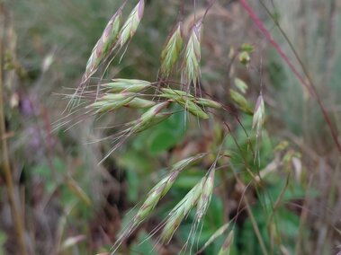 Japanese brome with delicate green seed heads in a natural field setting.