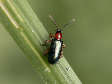Small cereal leaf beetle with red head and metallic green body on a green stem.