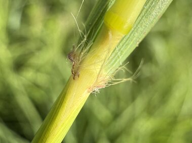 Close-up of a green plant stem with fine hairs and vibrant leaves in soft focus background.