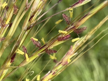 Yellow and purple grass flowers against a blurred green background.