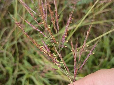 Hand holding a delicate stem of grass with small purple and yellow florets.