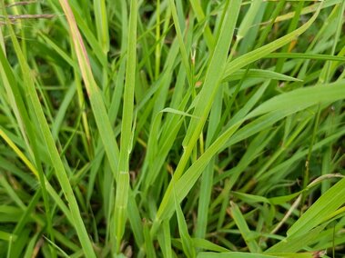 Green grass blades growing densely outdoors.