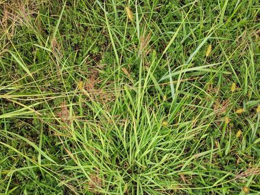 Green grass with thin blades and small clusters of brownish seed heads.