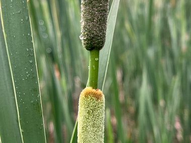 A closeup of the gap on a narrow-leaf cattail plant between the male and female spikes on a flower.