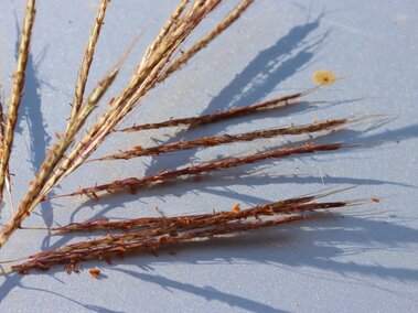A closeup of the autumn red, Christmas tree-like seedhead of a Caucasian bluestem plant