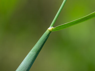 A closeup of the ligule on a creeping foxtail plant where the leaf and stem join