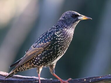 European starling perched on a branch, displaying speckled feathers under soft light.